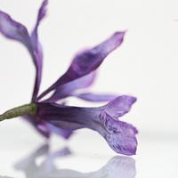 Wafer Paper Flower: Iris Pixie