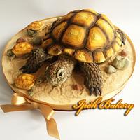 Desert Tortoise Cake