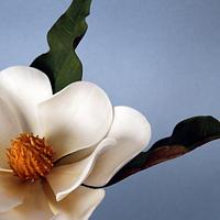 Sugar Paste Magnolia 
