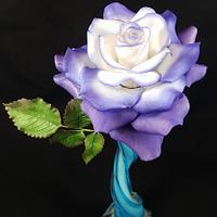Single Rose in Violet-White 