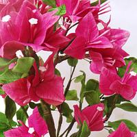 For the love of bougainvilleas!!
