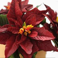 Red and gold poinsetias cake