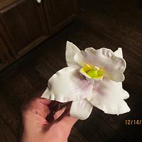 My first gumpaste Orchid