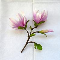 Spring..Magnolii