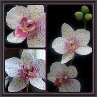 Sugar Moth Orchid