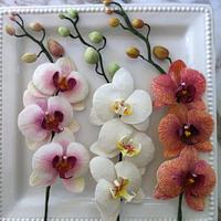 Sugar Phalaenopsis Orchids