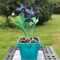 Cattleya orchid pot
