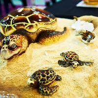Bella the Turtle - Best in show - Manchester 2013