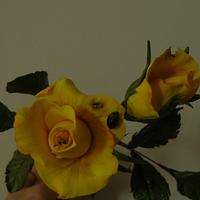 yellow beautie rose
