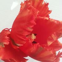 Icing Fringed parrot tulip