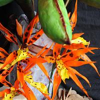 Bird of paradise with brassada orchid 