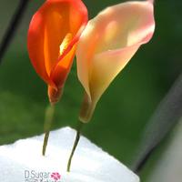 Translucent Calla Lily