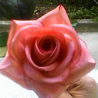 My Rose