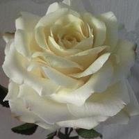 Icing Avalanche Rose