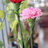 Sugar Carnations