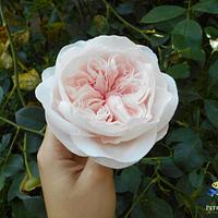 David Austin english roses