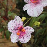 Sugar Moth Orchids