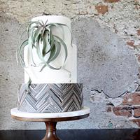 Tillandsia Tillandsia