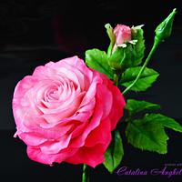 Freeformed Pink sugar Rose- Garden Beauty