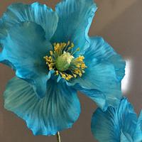 Himalayan Blue poppy