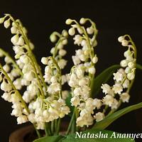 Sugar lily of the valley