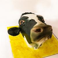 Holsteins Calf Head