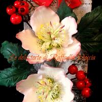 Hellebore for Christmas