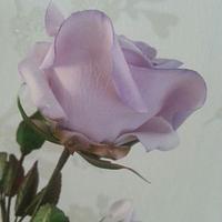 Icing Lavender climbing Rose