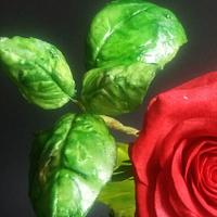 baccarà red rose , basil green and violet, ornamental leaves
