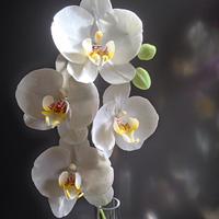 My new orchid...