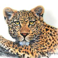 Leopard (Spectacular Pakistan Collaboration)