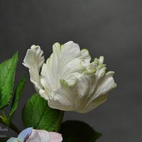 Hydrangea, Tulip