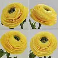 Ranunculus Collage Ranunculus Collage