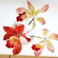 cymbidium orchids - gumpaste