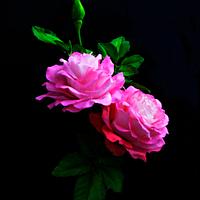 Freeformed sugar roses- Ombré coloring on roses
