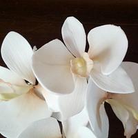 Orchid - sugar flower