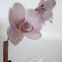 Wafer paper Moth Orchid