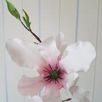 Sugar magnolia