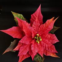 Wafer paper Poinsettia 