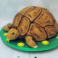 Tortoise cake - cake by Marvs Cakes - CakesDecor