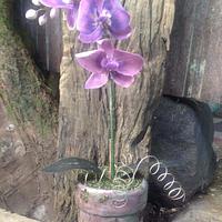 orchid pot 