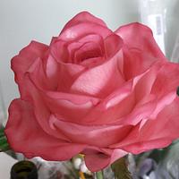 Sugar rose Sugar rose