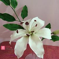 Casablanca Lily 