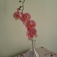 Pink orchid