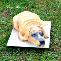 Labrador cake