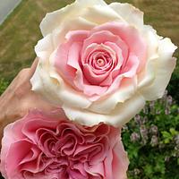 Playing with Sugar Pink / white Rose'