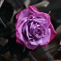 2-tone Rice paste Rose 2-tone Rice paste Rose