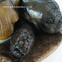 Herman - Tortoise Cake