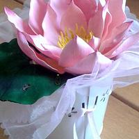 My sugar Lotus My sugar Lotus