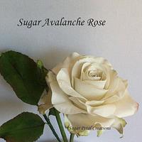 Sugar Avalanche Rose 